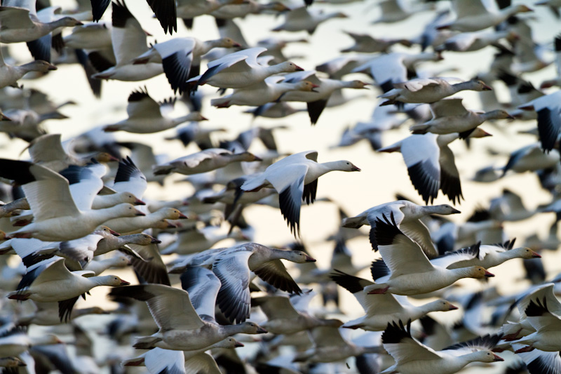 Snow Geese In Flight